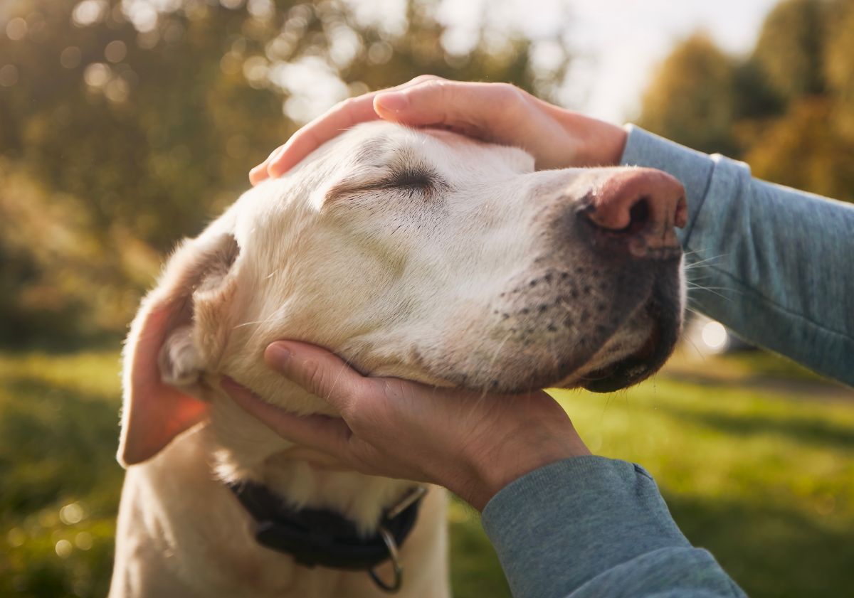labrador se faisant caresser dans la nature