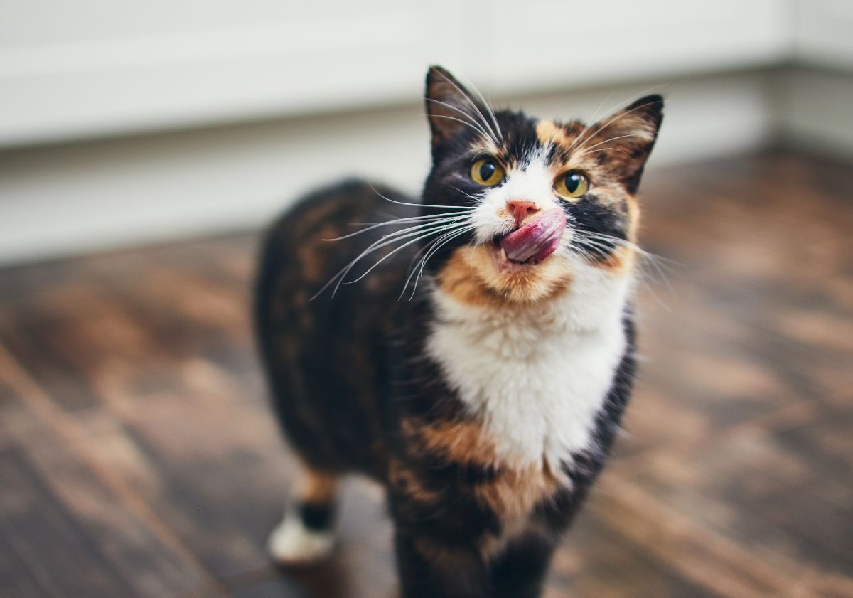 chat tricolore se léchant les babines