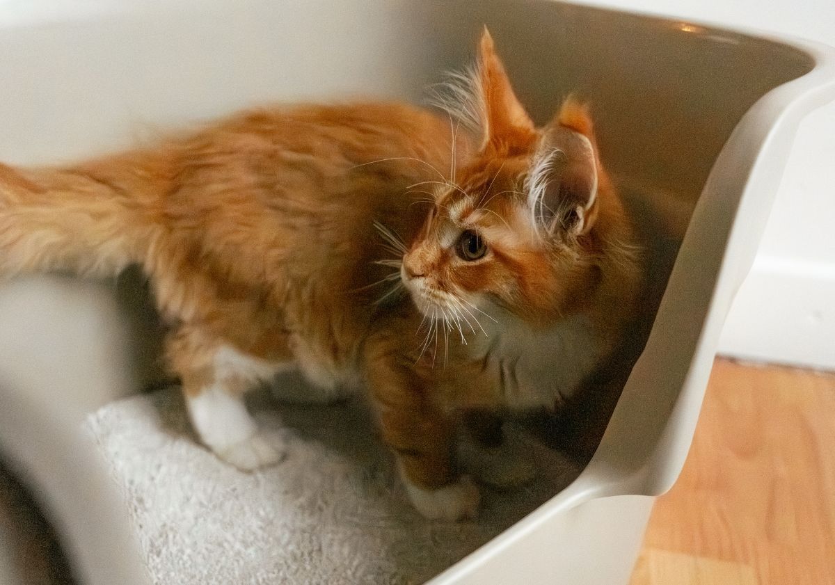 chaton roux et blanc maine coon dans sa litière