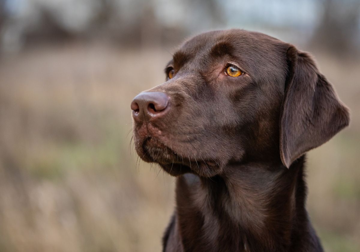 labrador marron chocolat