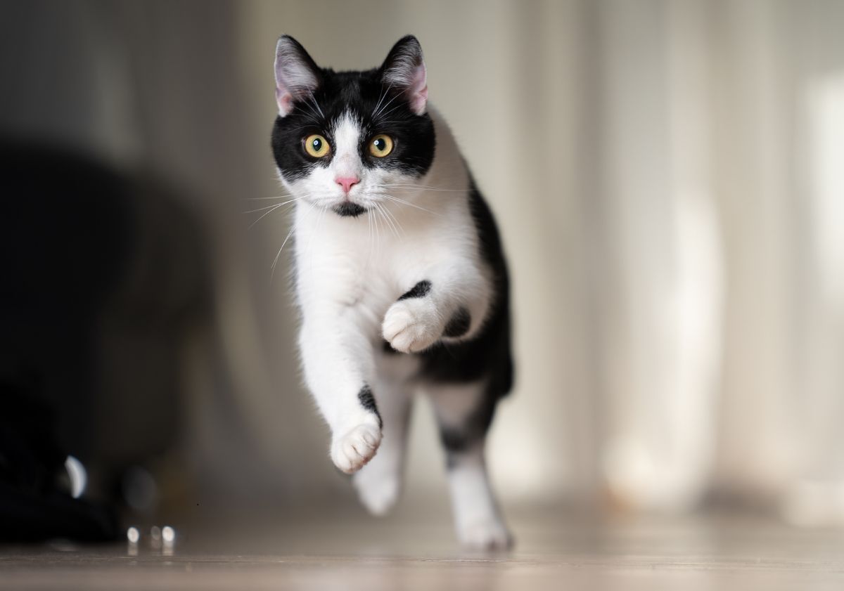 chat noir et blanc sautant dans la maison