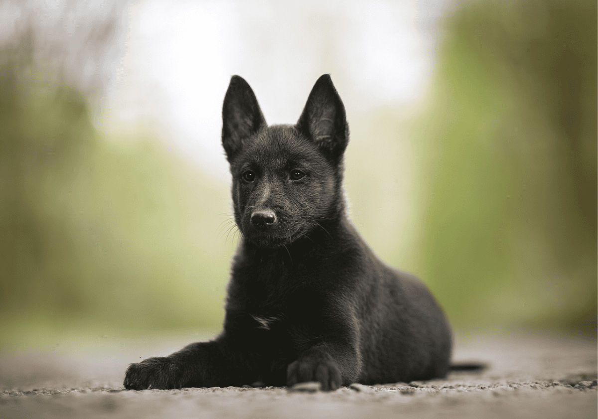 chiot malinois noir 