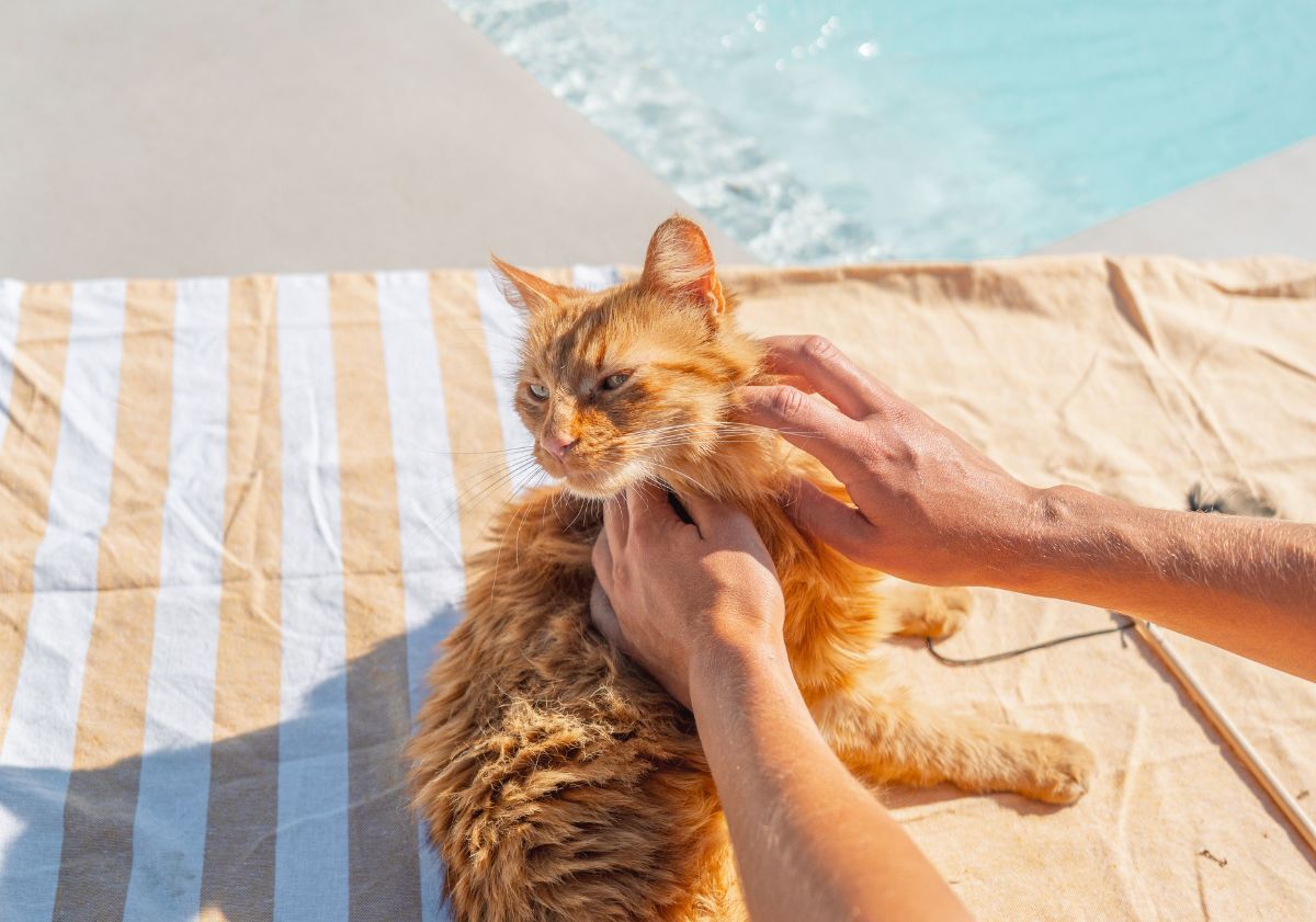 chat se faisant caresser sur une serviette au bord de la piscine