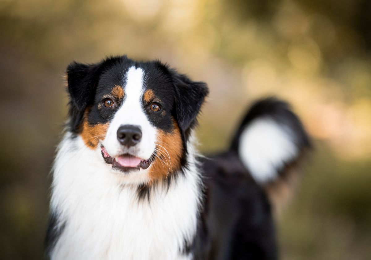 berger australien noir et blanc dans la forêt