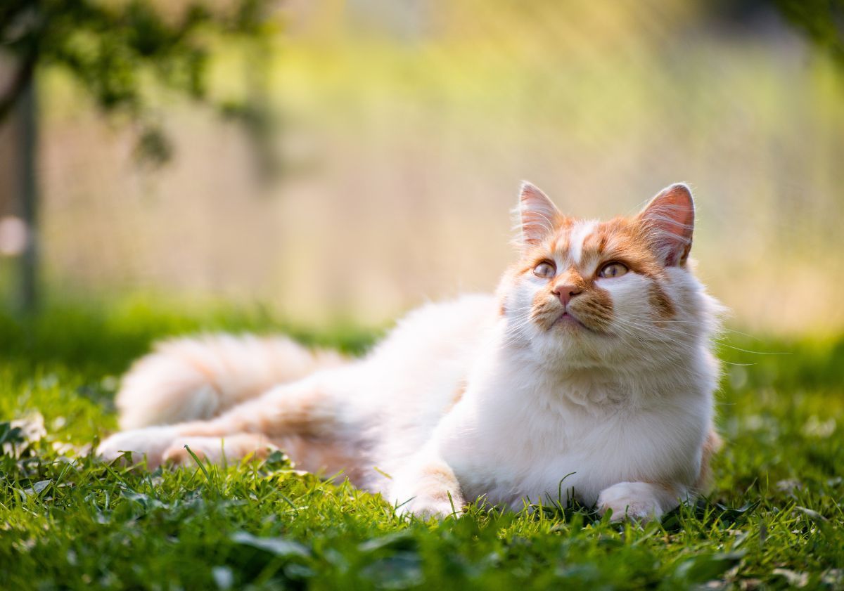 chat allongé au soleil en forêt