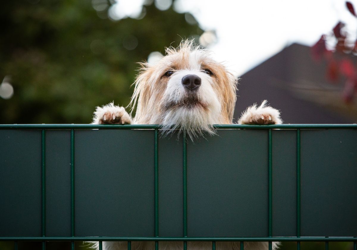 chien aboyant derrière son portail