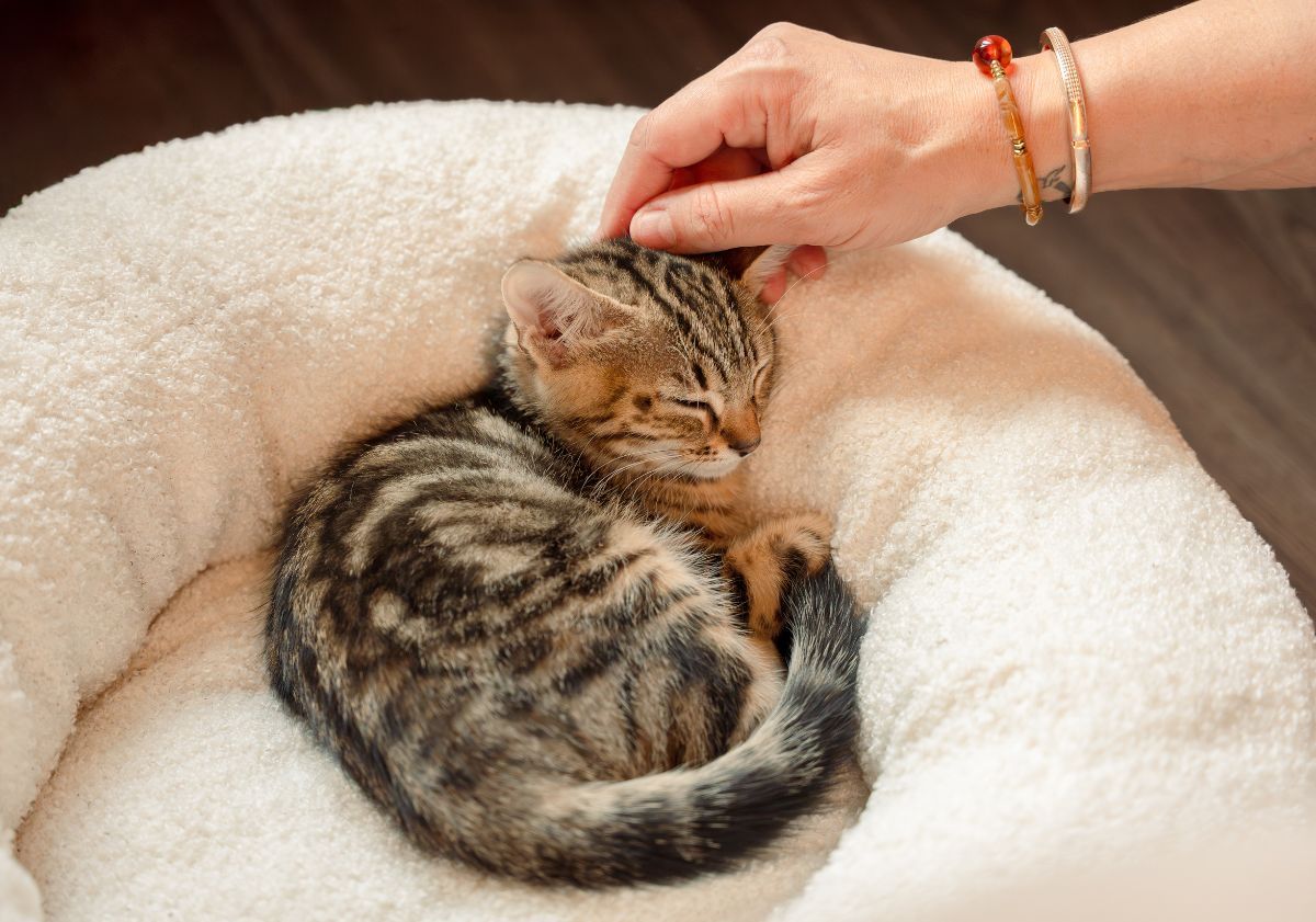 chaton tabby couché dans son panier