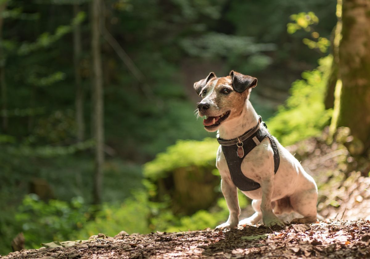 chien dans la forêt