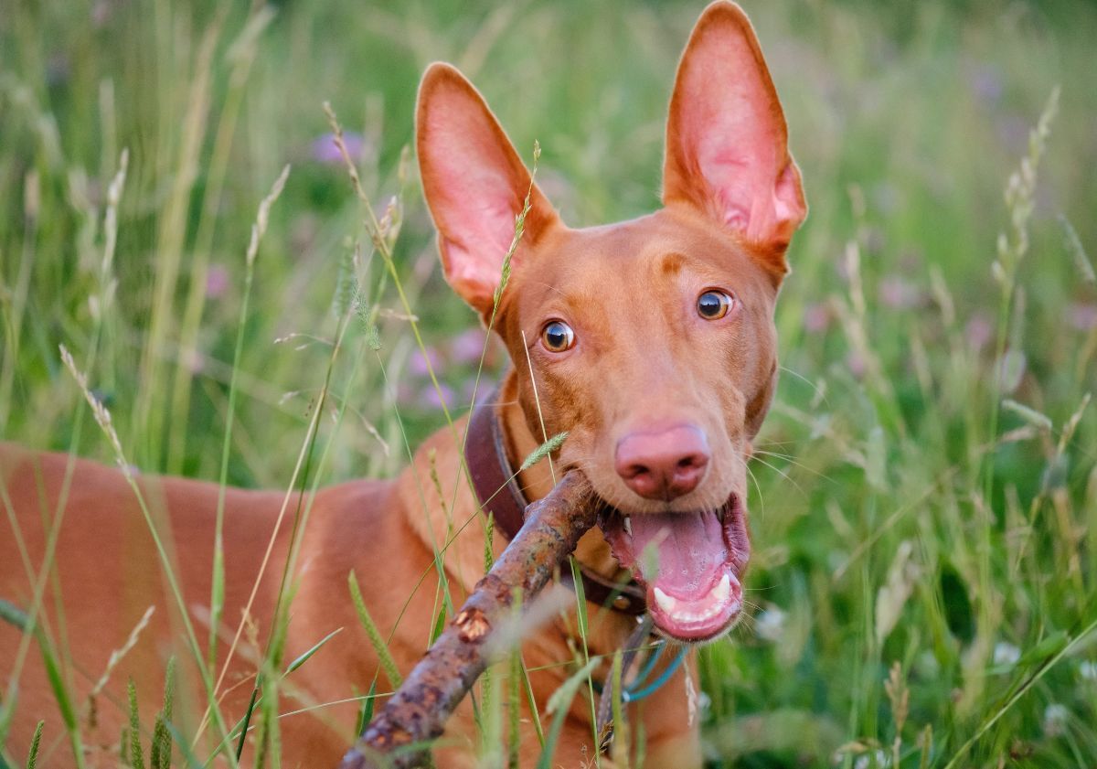 chien du pharaon mangeant un baton de bois dans les hautes herbes