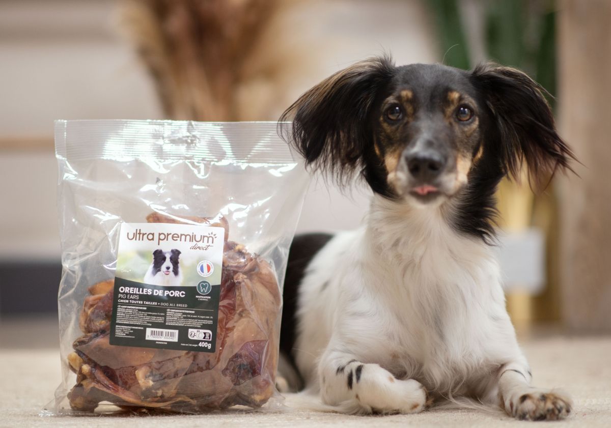 border collie croisé teckel avec ses friandises de mastication