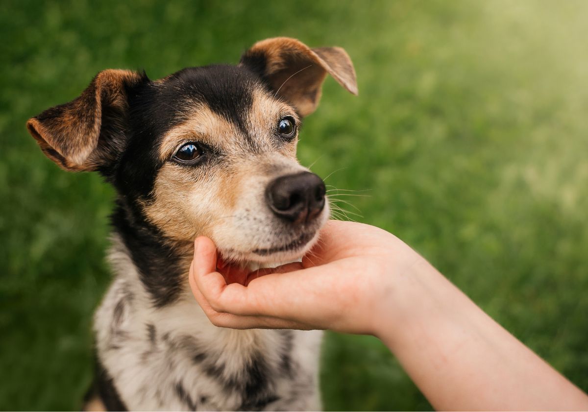 chien se faisant caresser dans l'herbe