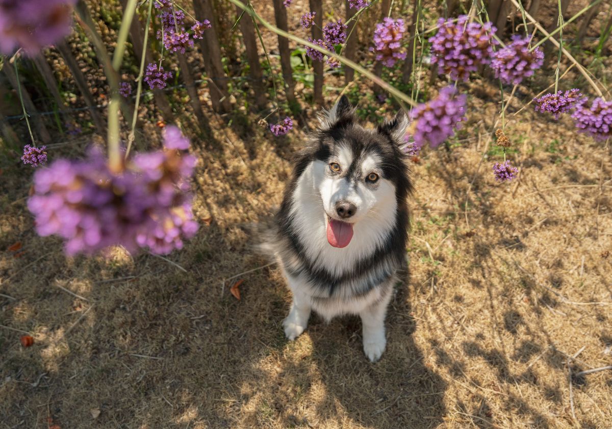 pomsky assis devant des fleurs