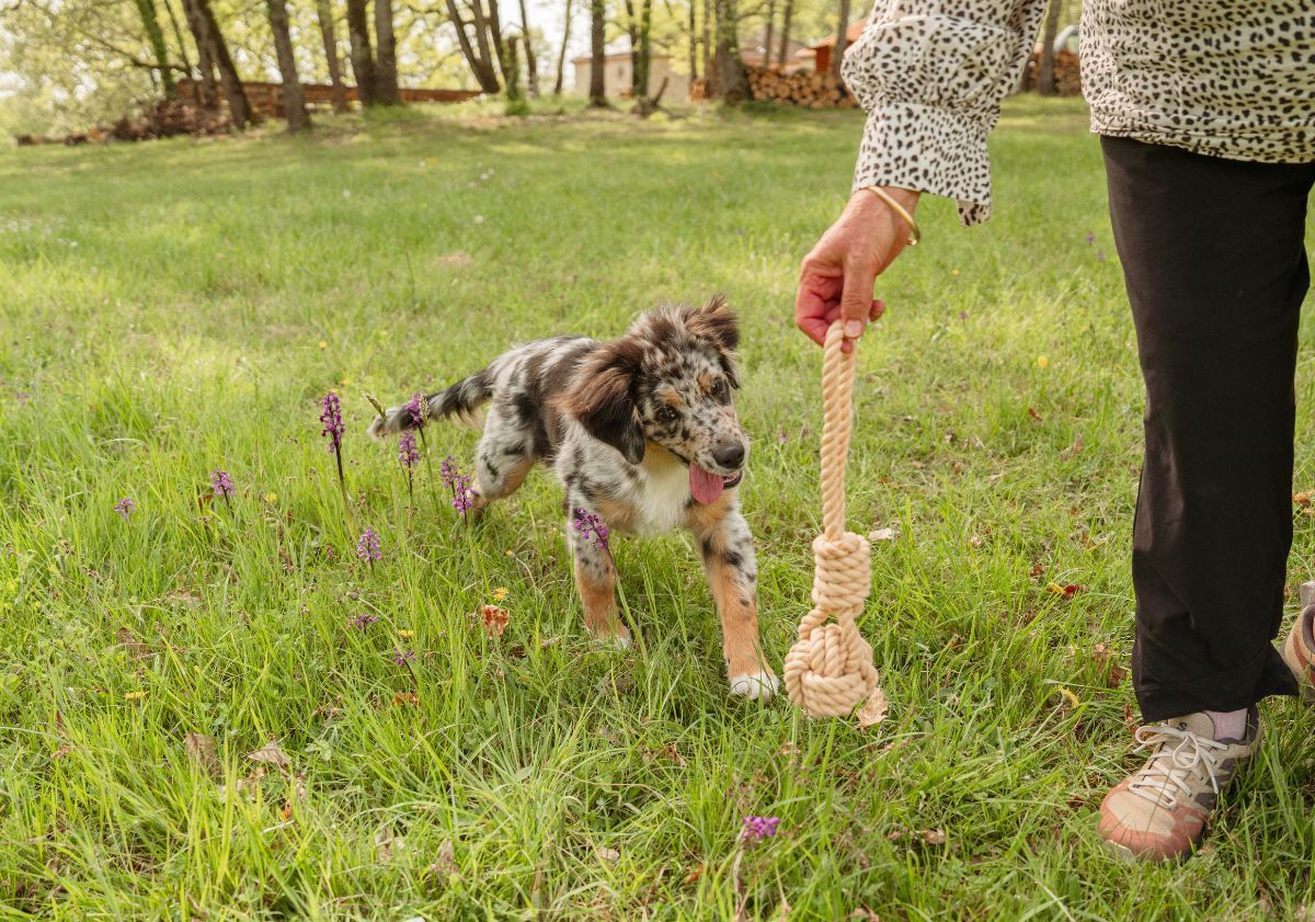 chiot berger australien jouant avec un jouet balle en corde en extérieur dans l'herbe