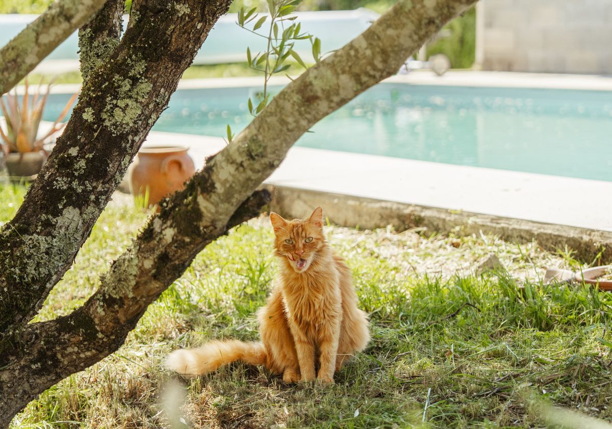 chat assis au bord de la piscine en été