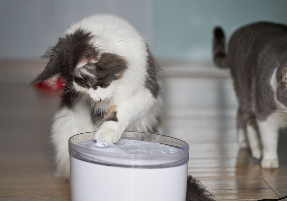 chat jouant avec sa fontaine à eau