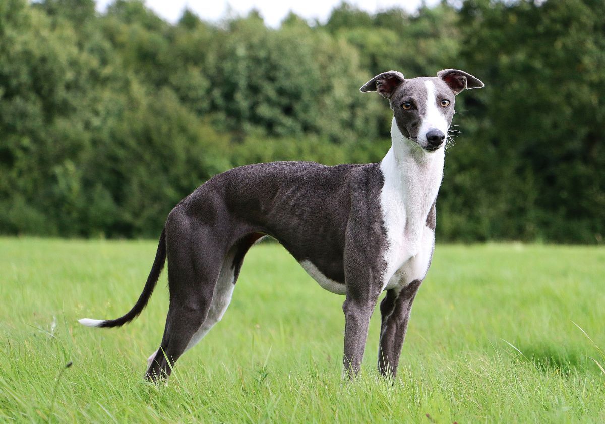 lévrier whippet gris et blanc dans un pré