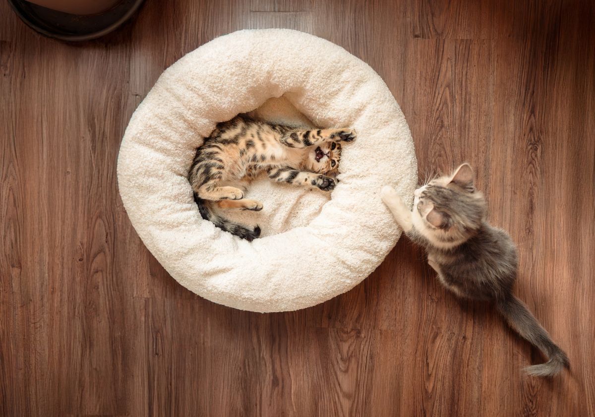 chatons jouant dans leur panier