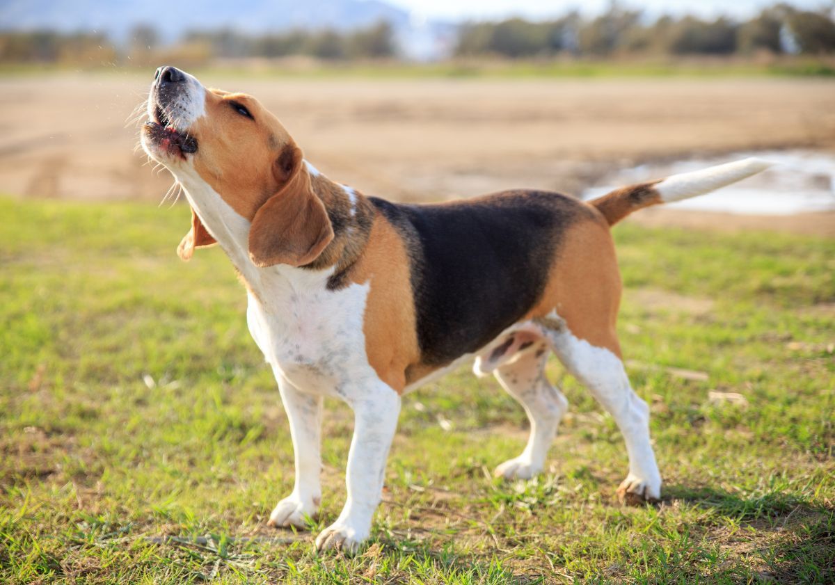 chien tricolore aboyant dans le jardin