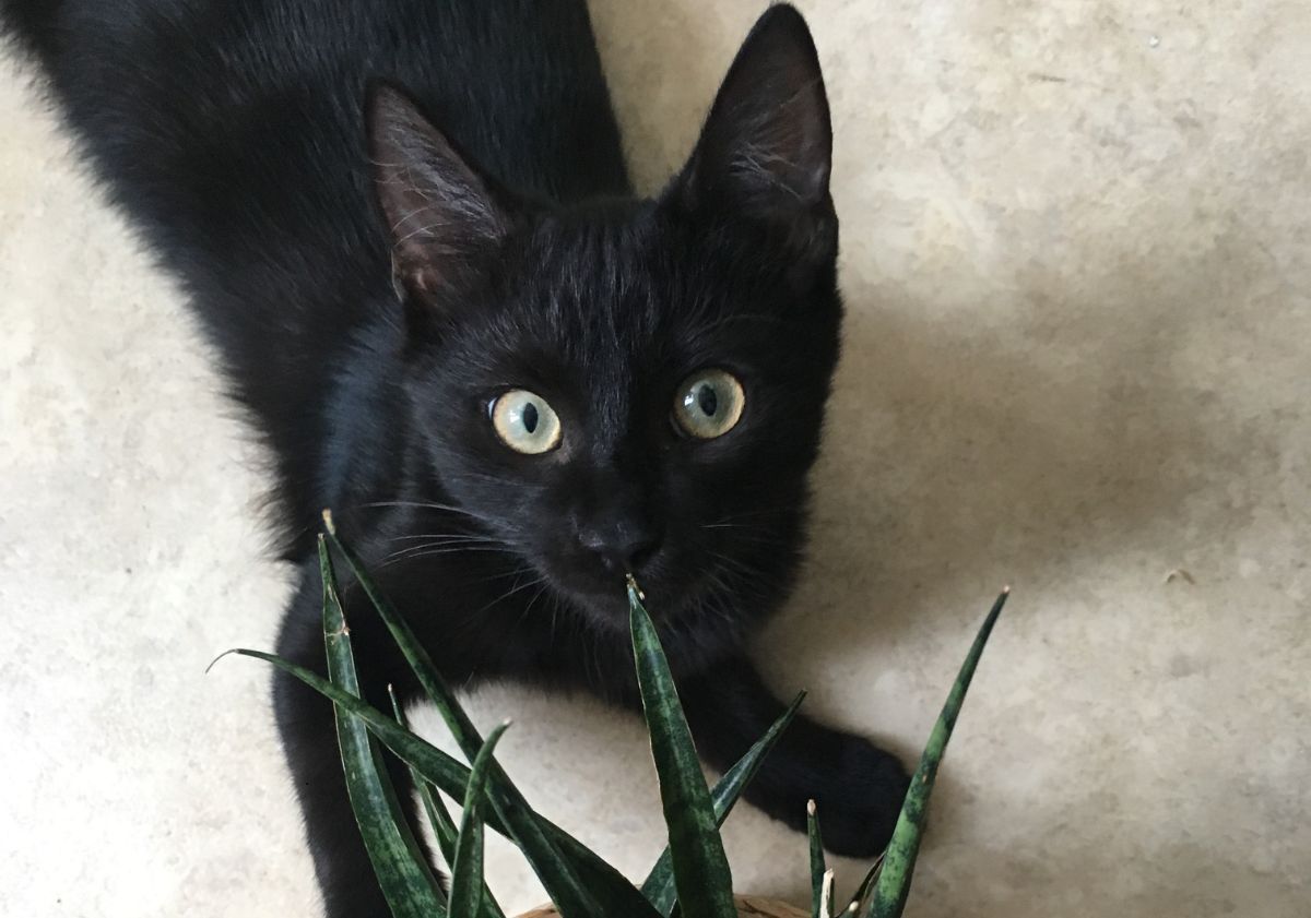 chaton noir jouant avec une plante