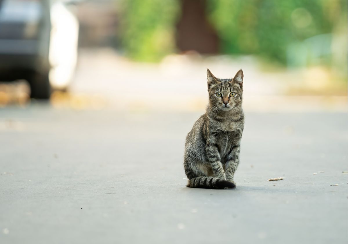 chat gris tabby assis sur la route