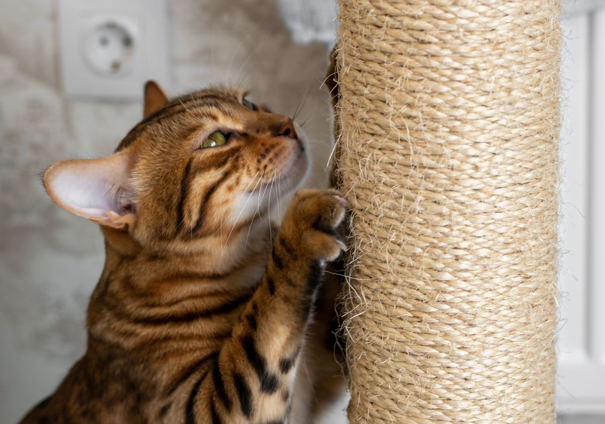 chat tabby jouant sur son arbre à chat
