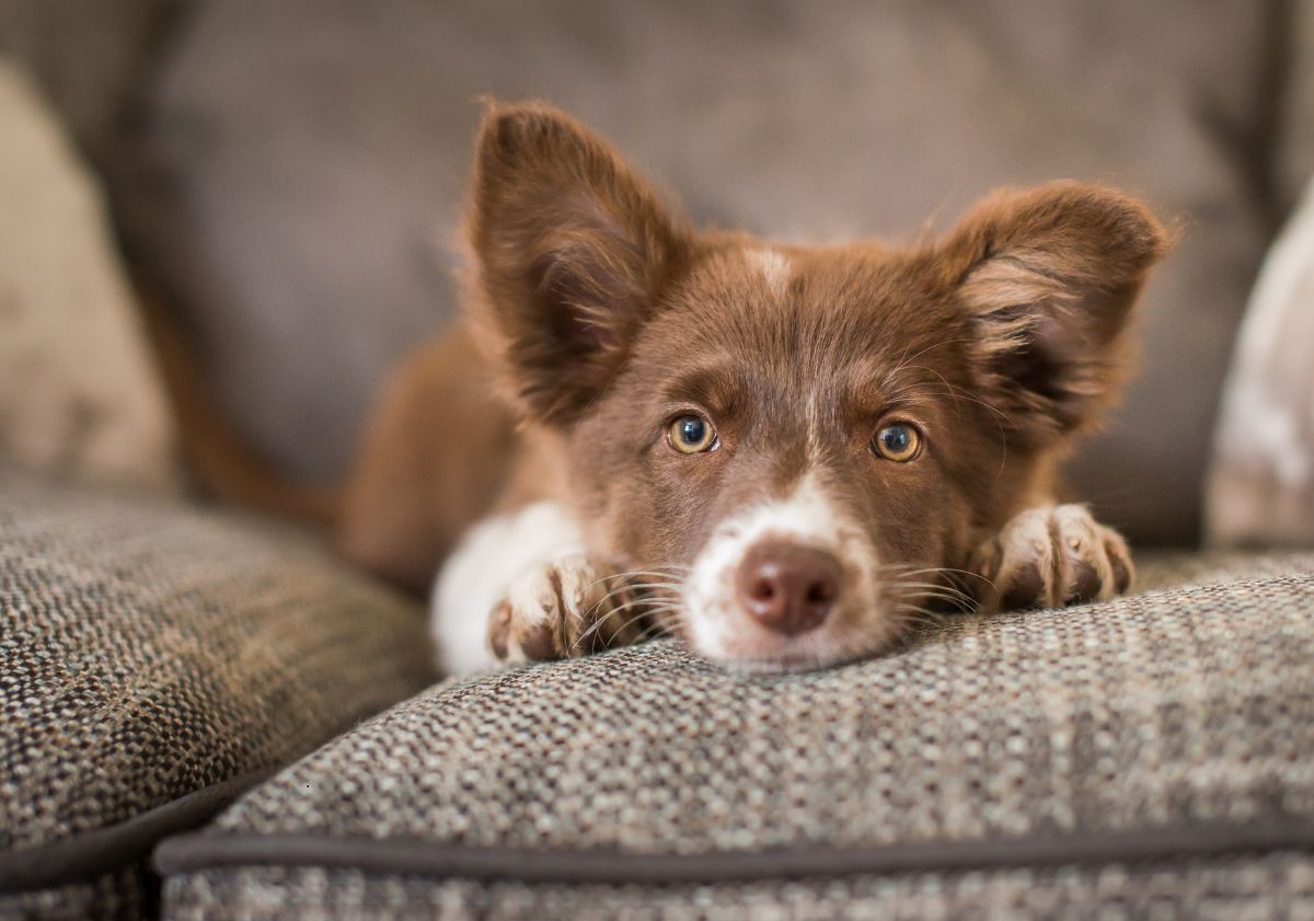 chien allongé sur son canapé