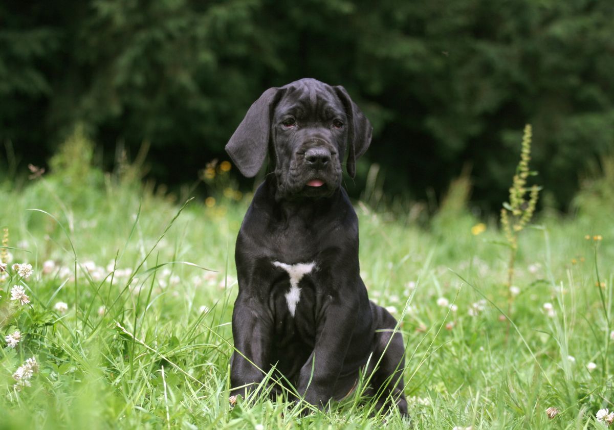 chiot noir assis dans l'herbe
