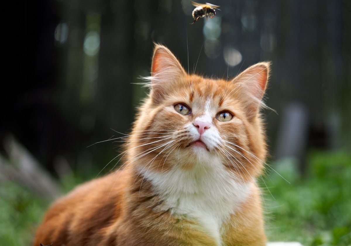 chat roux et blanc avec une abeille