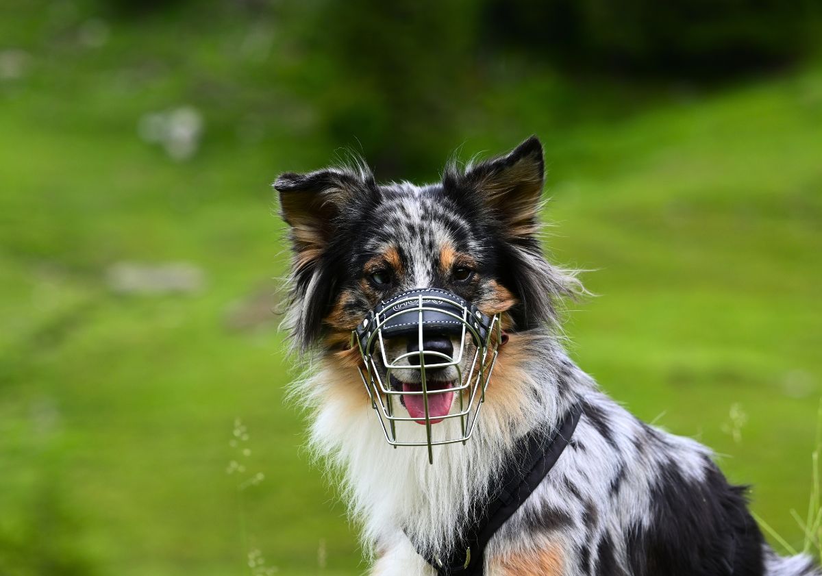 chien avec une muselière en fer