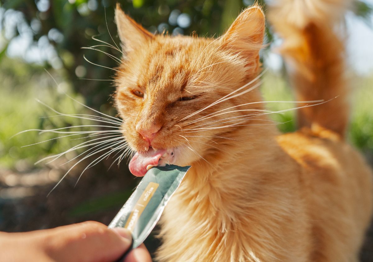 chat roux léchant sa friandise crémeuse