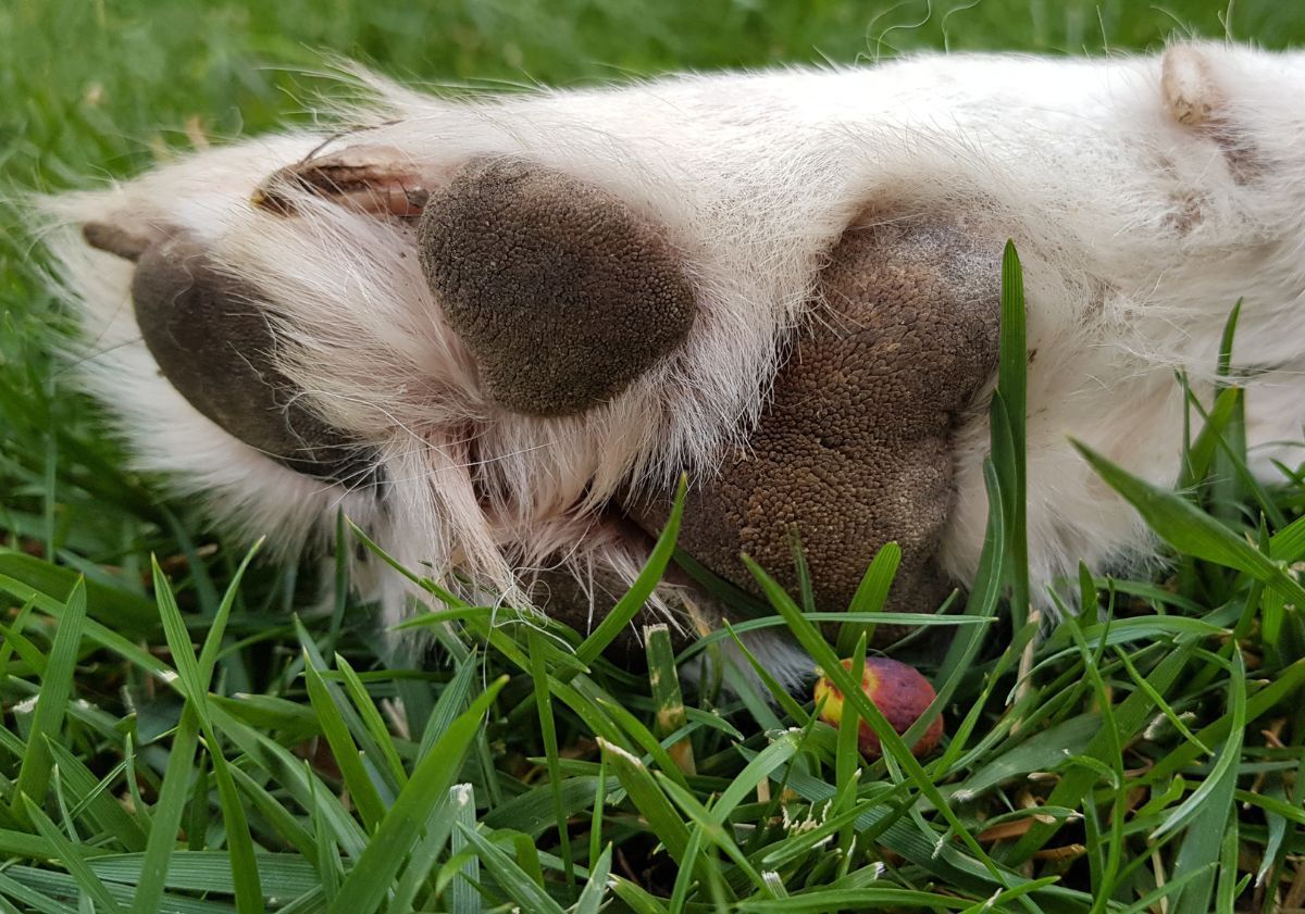 patte d'akbash dans l'herbe