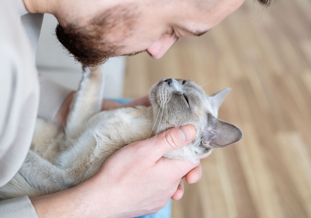 chaton faisant un câlin à son maître