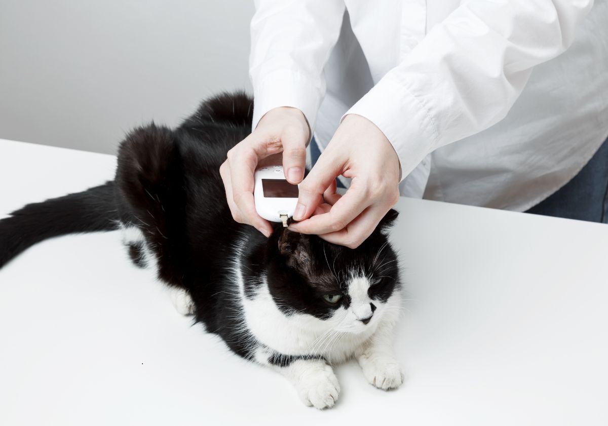chat noir et blanc passant un examen de glucose chez le vétérinaire