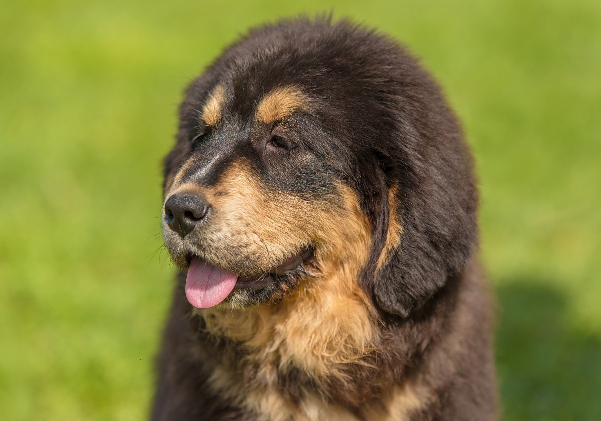 dogue du tibet marron et crème