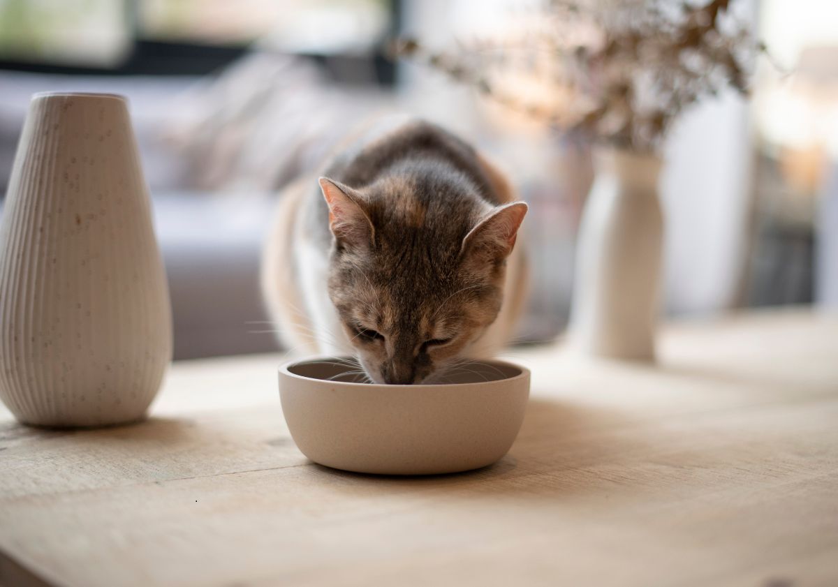 chat mangeant dans un bol sur une table
