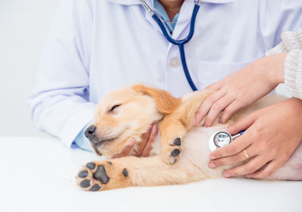 chiot golden retriever chez le vétérinaire se faisant ausculter