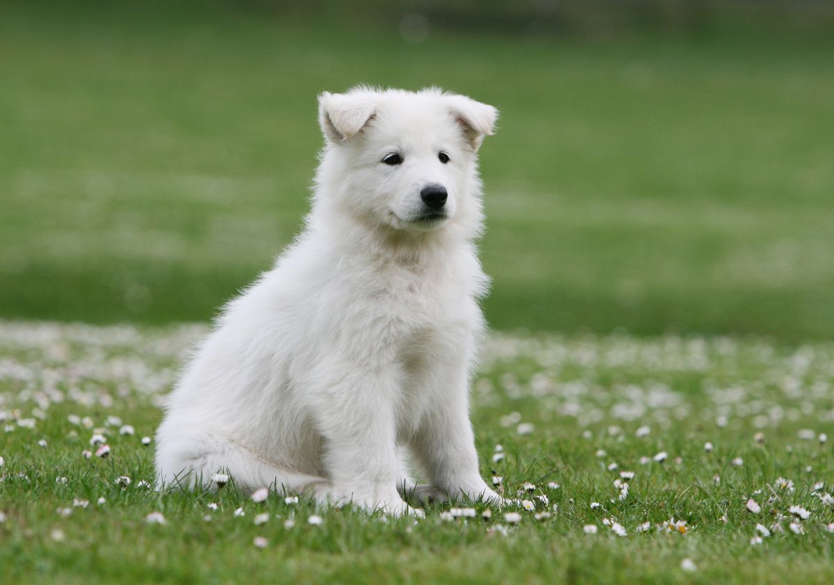 chiot blanc assis dans l'herbe
