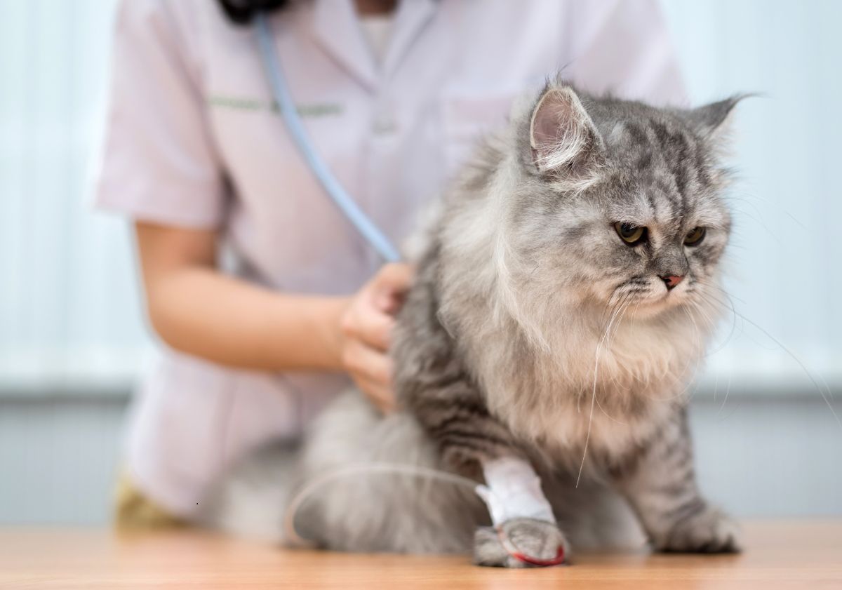 chat gris et blanc chez le vétérinaire