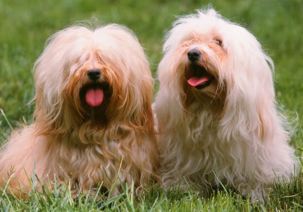 deux bichons havanais dans l'herbe
