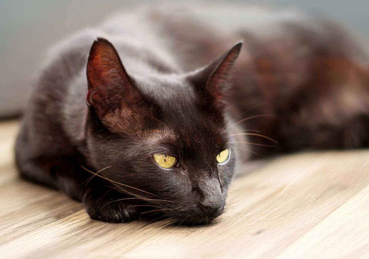 chat havana brown allongé par terre