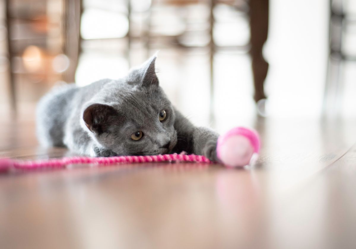 chat gris jouant avec un jouet rose