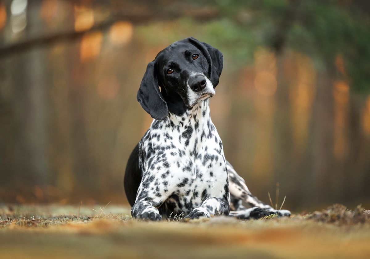 chien allongé dans la forêt