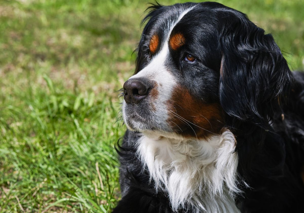 bouvier bernois allongé dans l'herbe