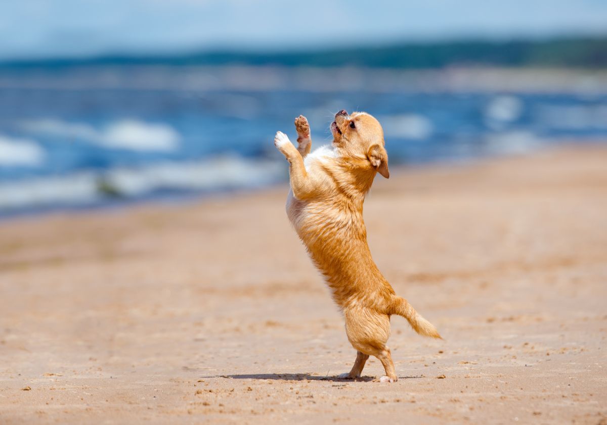 chihuahua faisant de l'obérythmée