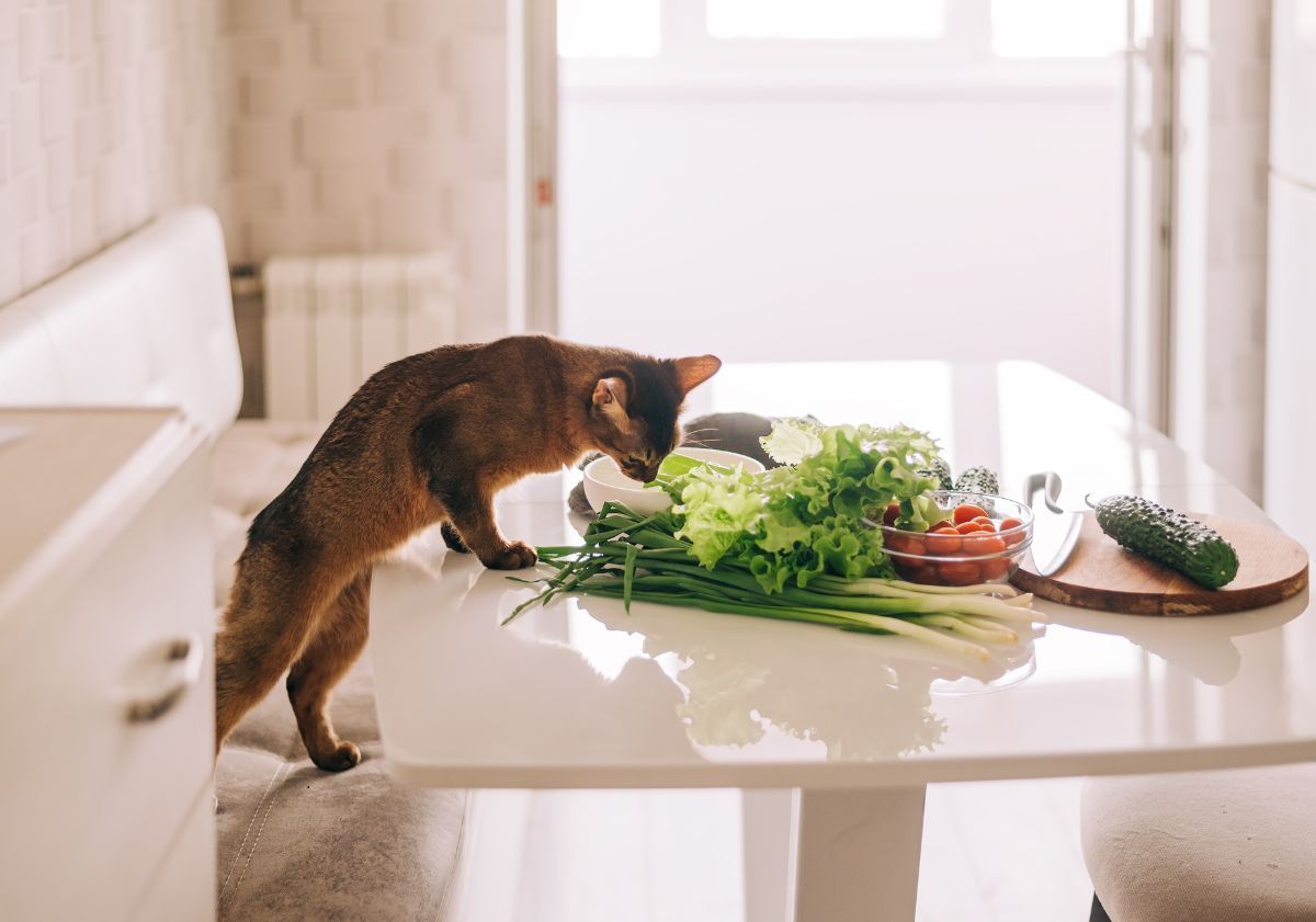 chat qui sent des légumes sur une table