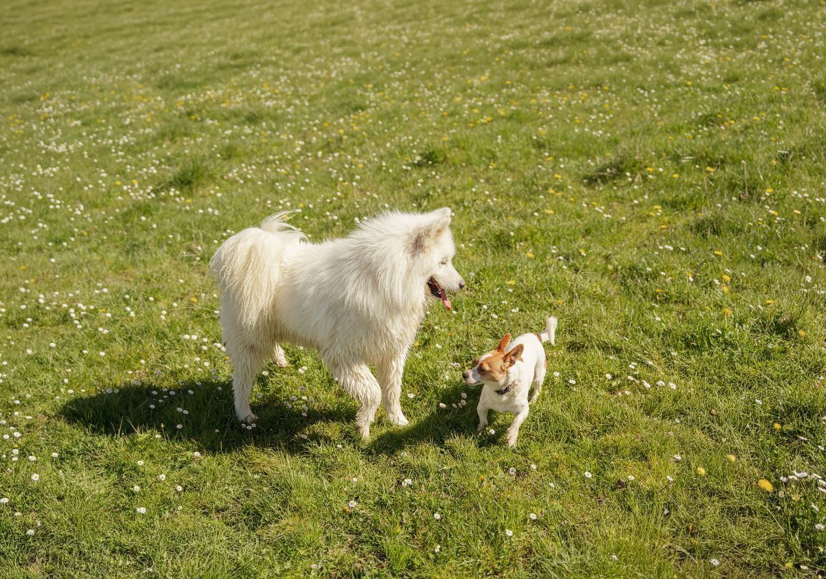 grand chien blanc et petit chien dans l'herbe