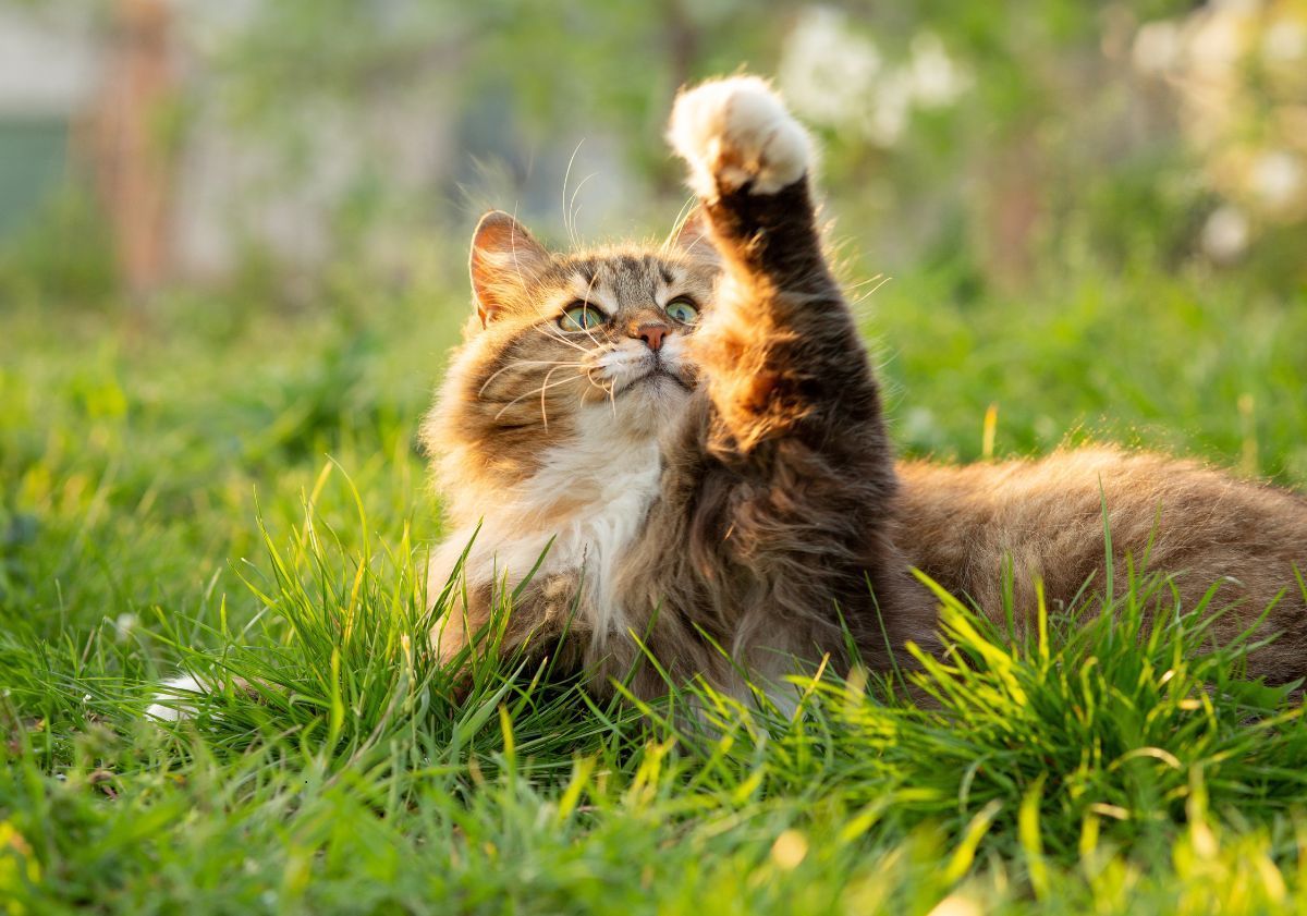 chat jouant avec une mouche dans l'herbe verte