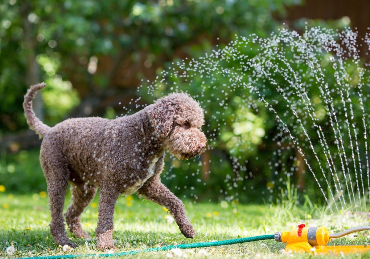 chien jouant avec un tuyau d'arrosage en été dans le jardin