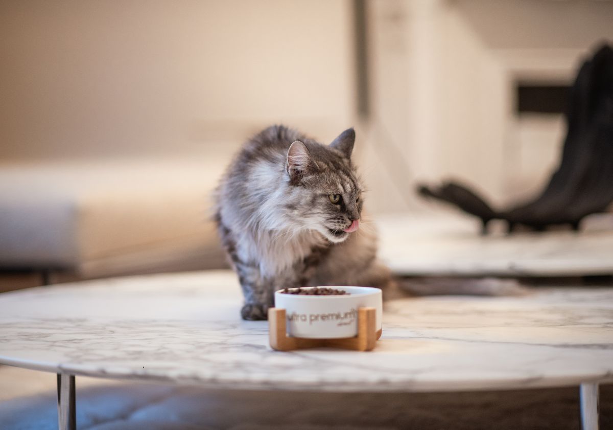 maine coon gris mangeant ses croquettes
