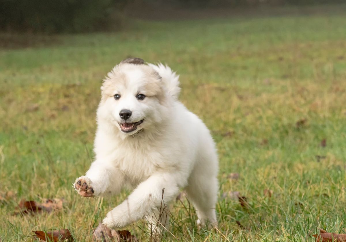 chiot beige touffu courant dans l'herbe